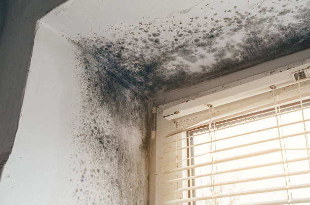 Affordable Basement Mold Removal solutions in Kirkland, IL